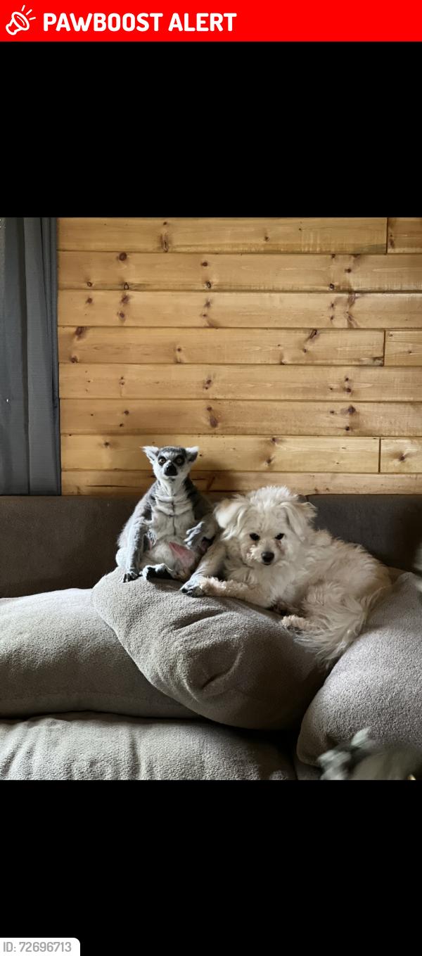 Lost Female Dog last seen Coe loop, Montgomery County, TX 77355