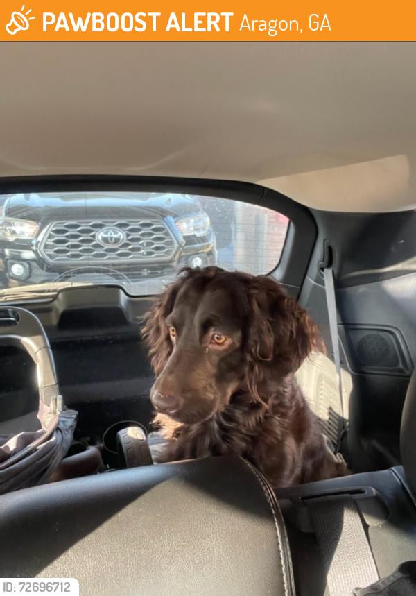 Found/Stray Male Dog last seen Aragon, Aragon, GA 30104