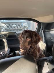 Found/Stray Male Dog last seen Aragon, Aragon, GA 30104