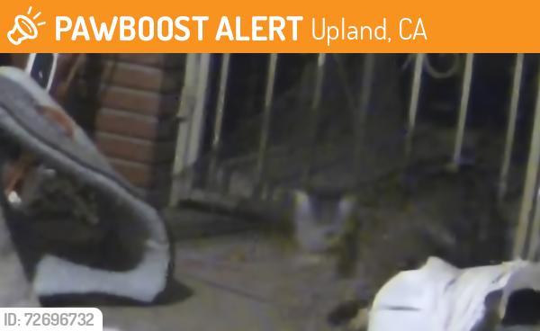 Found/Stray Unknown Cat last seen 14th St, Upland, CA 91786