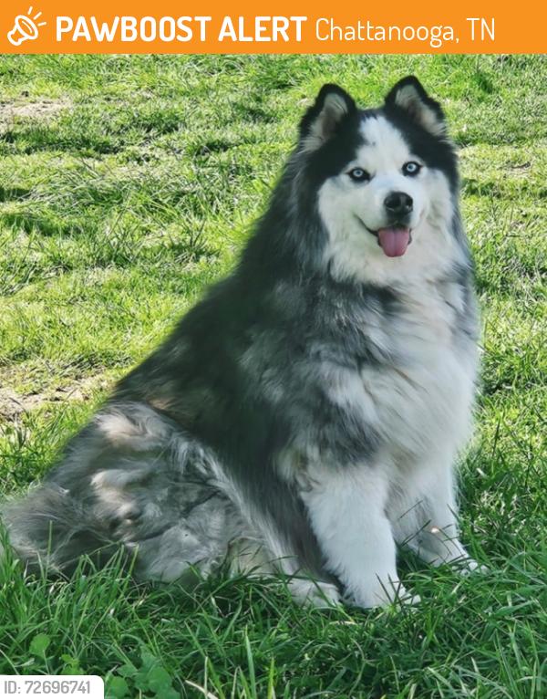 Found/Stray Unknown Dog last seen Joiner Rd, Chattanooga, TN 37421