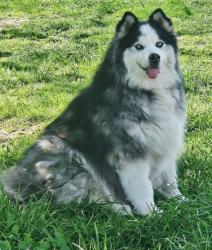 Found/Stray Unknown Dog last seen Joiner Rd, Chattanooga, TN 37421
