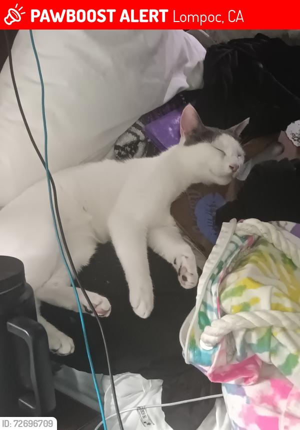 Lost Male Cat last seen Baseball field on Chestnut and a st or Ryan park closer to the dollar general , Lompoc, CA 93436