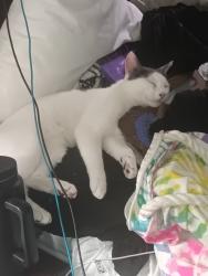 Lost Male Cat last seen Baseball field on Chestnut and a st or Ryan park closer to the dollar general , Lompoc, CA 93436