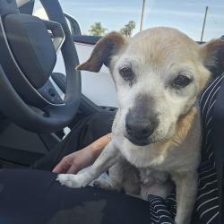 Found/Stray Female Dog last seen Imperial and Santa Gertrudes, La Mirada, CA 90604
