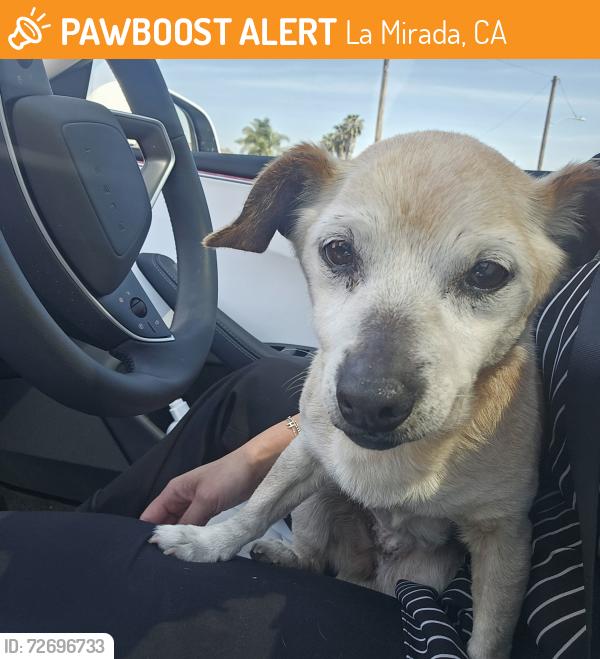 Found/Stray Female Dog last seen Imperial and Santa Gertrudes, La Mirada, CA 90604