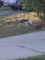 Found/Stray Male Dog last seen Old drugstore rd, Johnston County, NC 27529