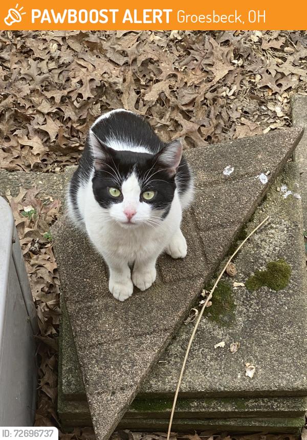 Found/Stray Unknown Cat last seen West Galbrath, Groesbeck, OH 45239