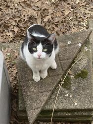 Found/Stray Unknown Cat last seen West Galbrath, Groesbeck, OH 45239