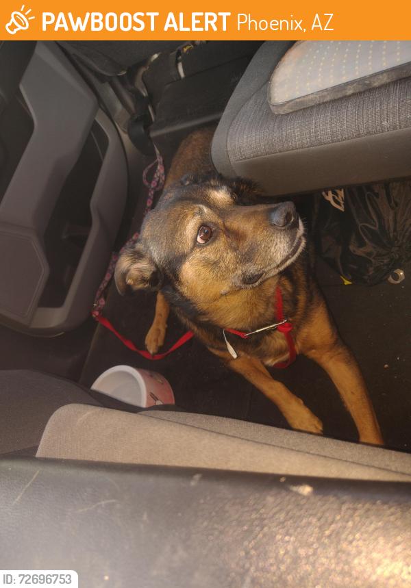 Found/Stray Female Dog last seen emerald suites, Phoenix, AZ 85029