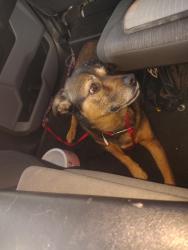 Found/Stray Female Dog last seen emerald suites, Phoenix, AZ 85029