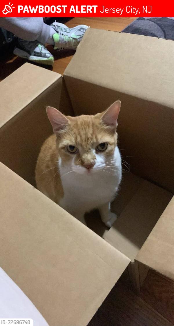 Lost Female Cat last seen Orient ave Jersey city, Jersey City, NJ 07305