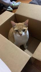 Lost Female Cat last seen Orient ave Jersey city, Jersey City, NJ 07305