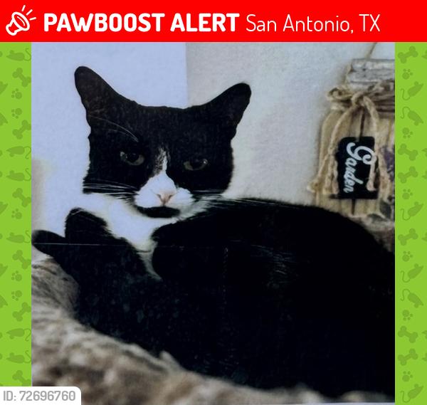 Lost Female Cat last seen Twinpod & Wood Sorrel, San Antonio, TX 78247