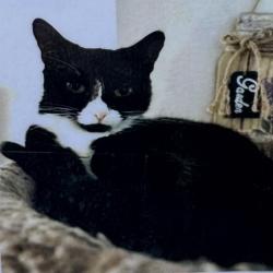 Lost Female Cat last seen Twinpod & Wood Sorrel, San Antonio, TX 78247