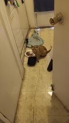 Found/Stray Unknown Cat last seen 213th and Dolores Street Carson, Ca, Carson, CA 90745