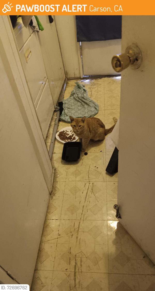 Found/Stray Unknown Cat last seen 213th and Dolores Street Carson, Ca, Carson, CA 90745