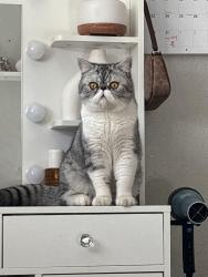 Lost Male Cat last seen 110th Ave, Coral Springs, FL 33065