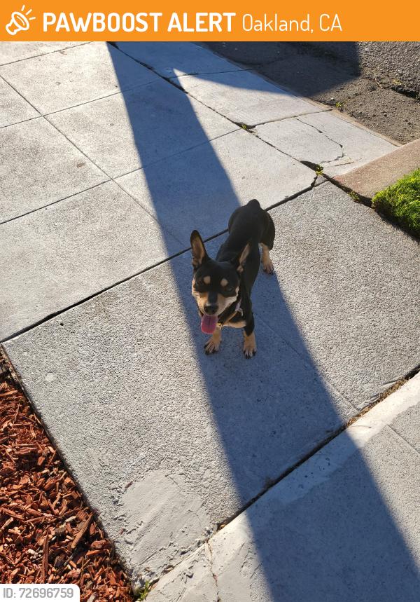 Found/Stray Male Dog last seen 66th Ave, Avenal, Havenscourt, Oakland, CA 94605