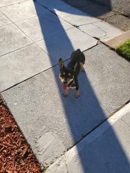 Found/Stray Male Dog last seen 66th Ave, Avenal, Havenscourt, Oakland, CA 94605