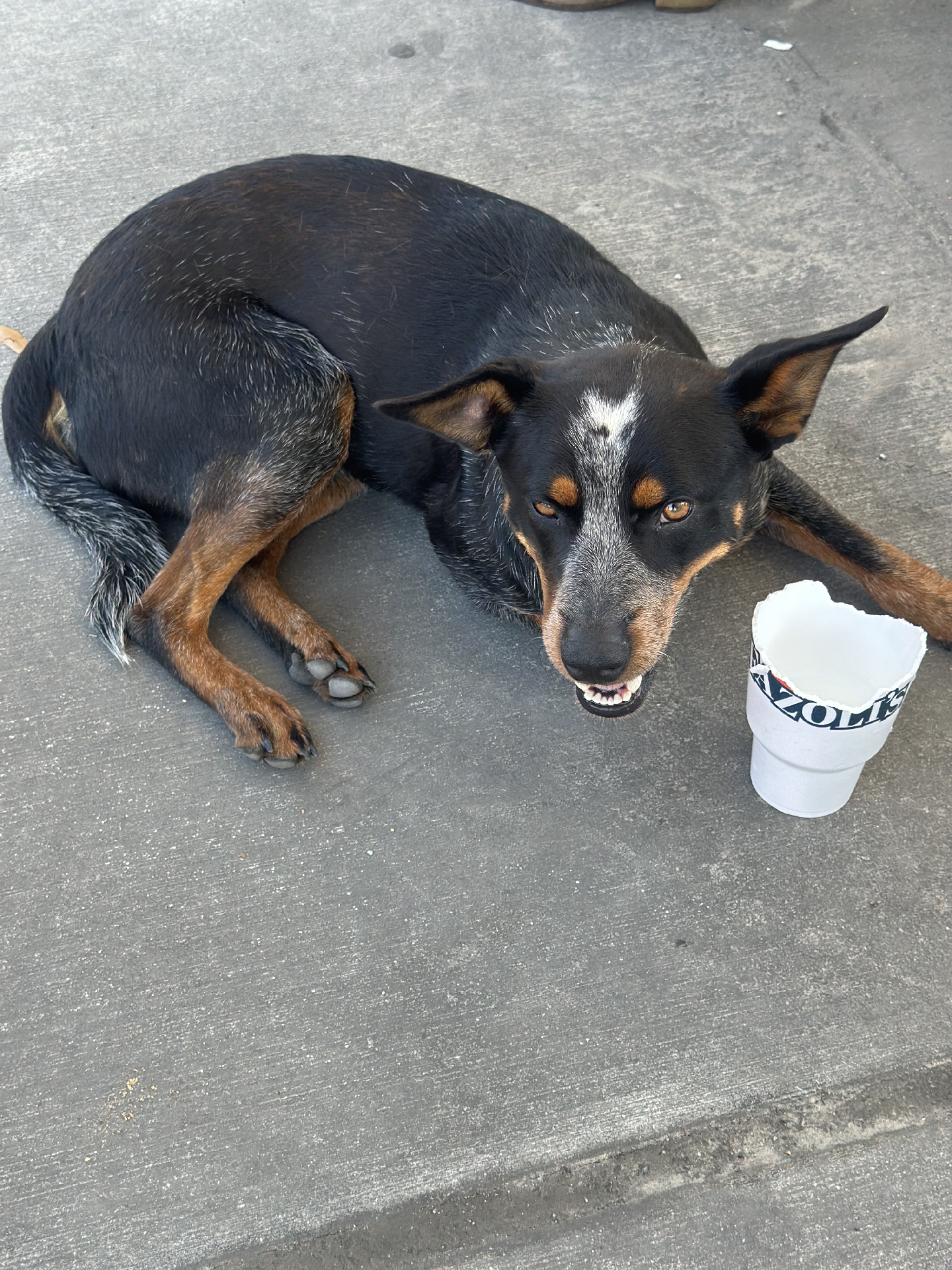 Found/Stray Male Dog last seen Near S Waukesha St, Bonifay, FL 32425, USA, Bonifay, FL 32425