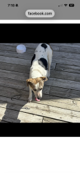 Found/Stray Female Dog last seen Near Courtney circle rocky face , Rocky Face, GA 30740