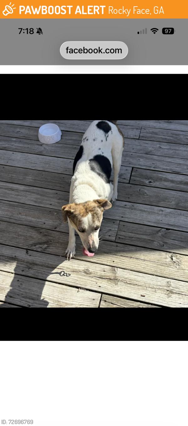 Found/Stray Female Dog last seen Near Courtney circle rocky face , Rocky Face, GA 30740