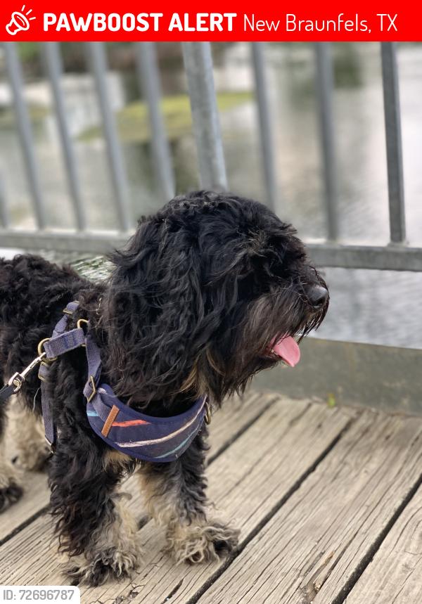 Lost Male Dog last seen Fischer park, New Braunfels, TX 78130