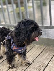 Lost Male Dog last seen Fischer park, New Braunfels, TX 78130
