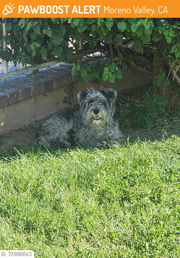 Found/Stray Unknown Dog last seen Cottonwood and dracea, Moreno Valley, CA 92553