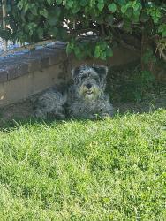 Found/Stray Unknown Dog last seen Cottonwood and dracea, Moreno Valley, CA 92553