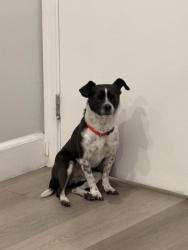 Found/Stray Male Dog last seen Near s Longmore Mesa,AZ 85202, Mesa, AZ 85202