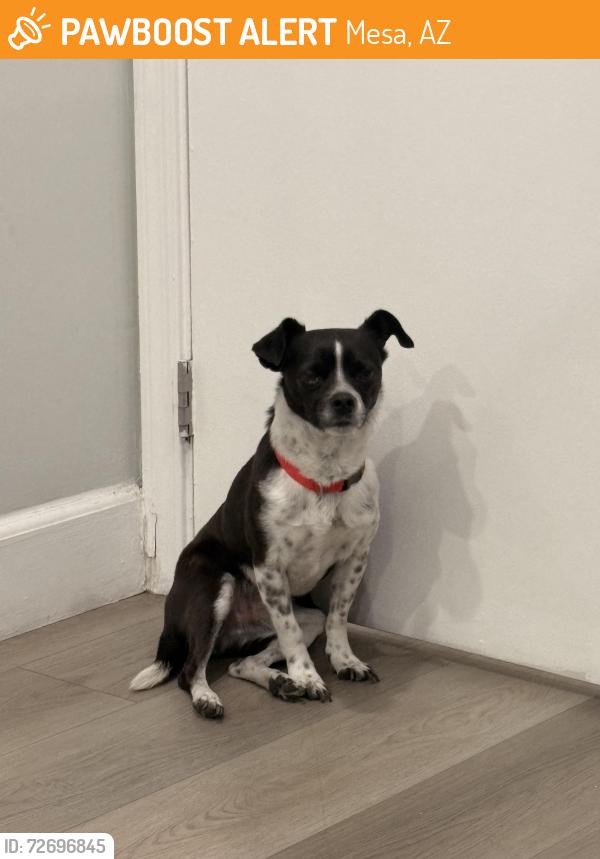 Found/Stray Male Dog last seen Near s Longmore Mesa,AZ 85202, Mesa, AZ 85202
