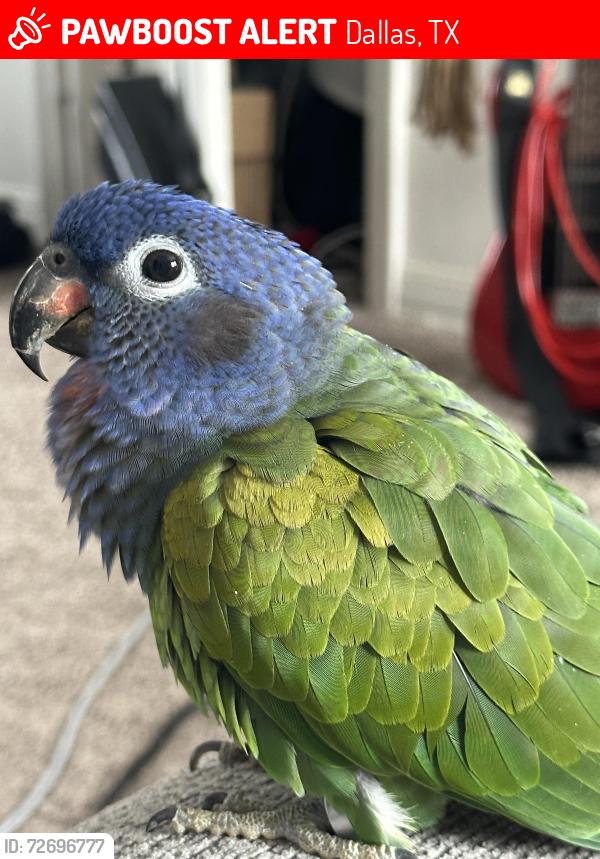 Lost Female Bird last seen Fort Worth near Sprouts , Dallas, TX 75208