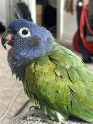 Lost Female Bird last seen Fort Worth near Sprouts , Dallas, TX 75208