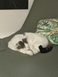 Lost Male Cat last seen Raleigh street and Napier street, Essendon, VIC 3040