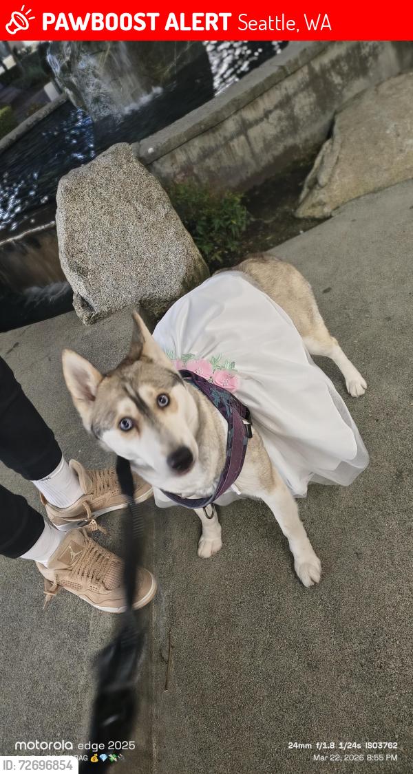 Lost Female Dog last seen Roosevelt way NE and 65th , Seattle, WA 98115