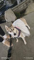 Lost Female Dog last seen Roosevelt way NE and 65th , Seattle, WA 98115