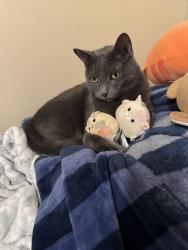 Lost Male Cat last seen El ranchito and E-San, Springdale, AR 72762