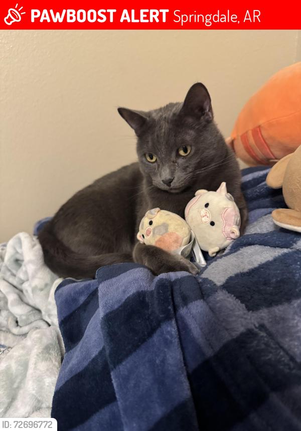 Lost Male Cat last seen El ranchito and E-San, Springdale, AR 72762