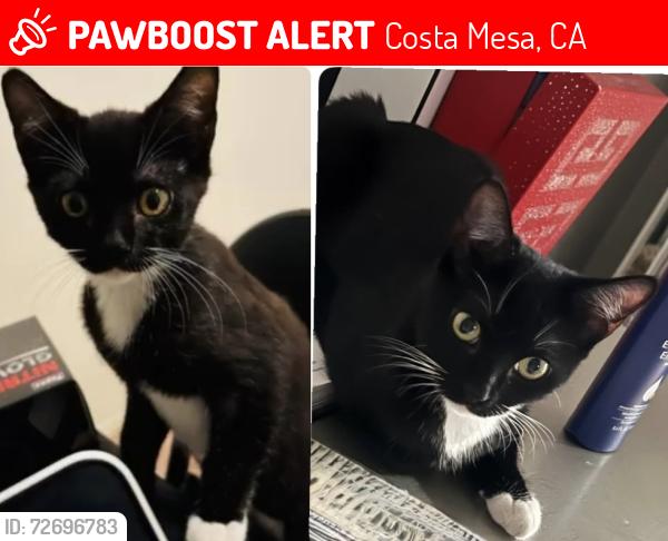 Lost Female Cat last seen The grand Costa Mesa apmt , Costa Mesa, CA 92626