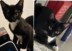 Lost Female Cat last seen The grand Costa Mesa apmt , Costa Mesa, CA 92626