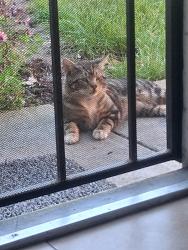 Found/Stray Male Cat last seen Blossom Hill Rd, San Jose, CA 95123