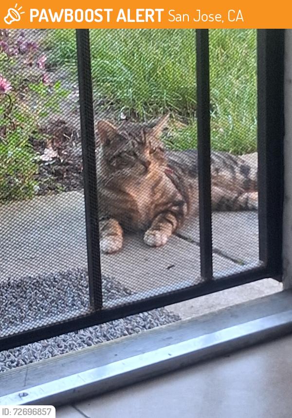 Found/Stray Male Cat last seen Blossom Hill Rd, San Jose, CA 95123