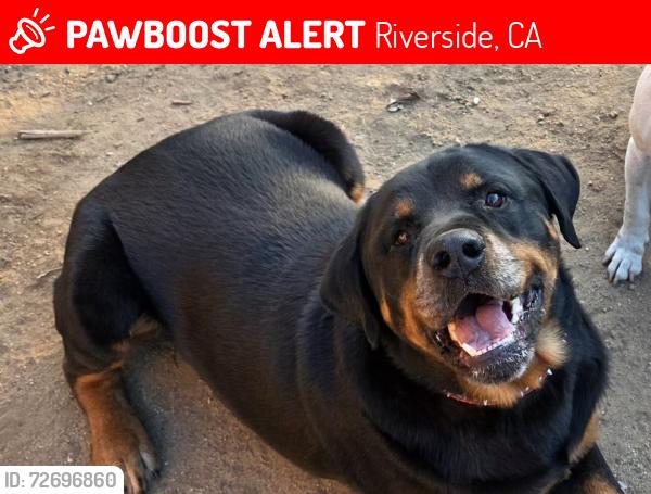 Lost Male Dog last seen Tyler Mall, Riverside, CA 92503