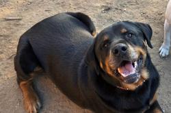 Lost Male Dog last seen Tyler Mall, Riverside, CA 92503