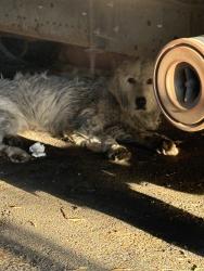 Found/Stray Unknown Dog last seen Saint Jhon Newman Catholic Church, Houston, TX 77038