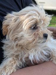 Lost Female Dog last seen North Wakefield Street and west north street, Zebulon, NC 27597