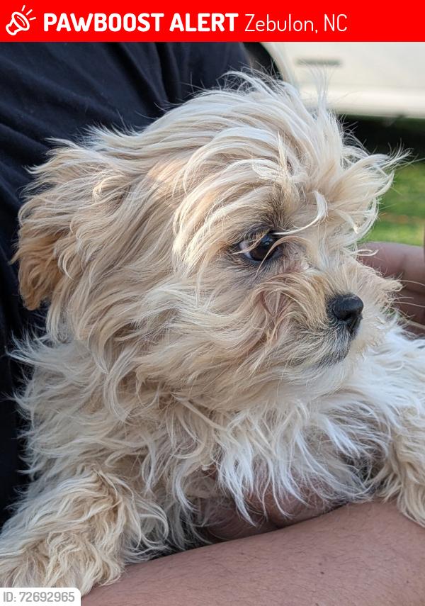 Lost Female Dog last seen North Wakefield Street and west north street, Zebulon, NC 27597