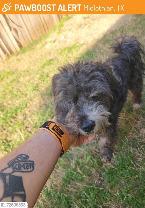 Found/Stray Male Dog last seen Paradise Dr and Safrano St, Midlothian, TX 76065